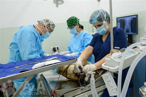 chirurg veterinar varicos